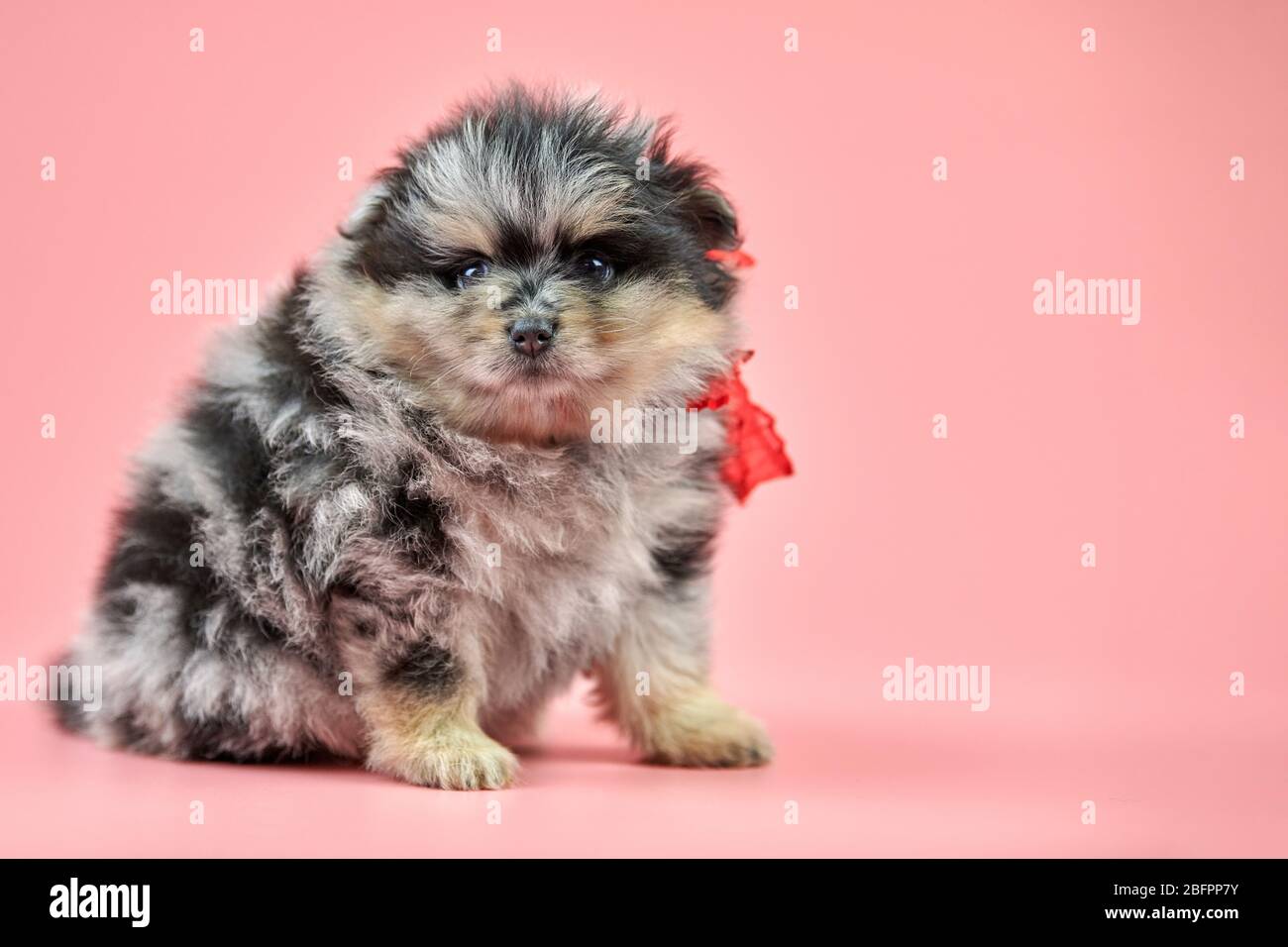 Pomeranian Spitz puppy, copy space. Cute fluffy tricolored Spitz dog