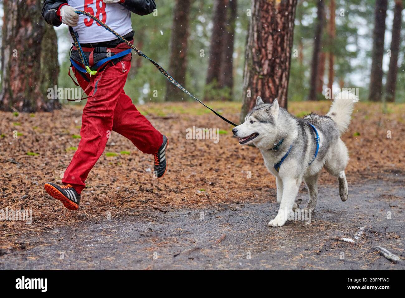 Canicross dog mushing race. Husky sled dog attached to runner. Autumn competition Stock Photo