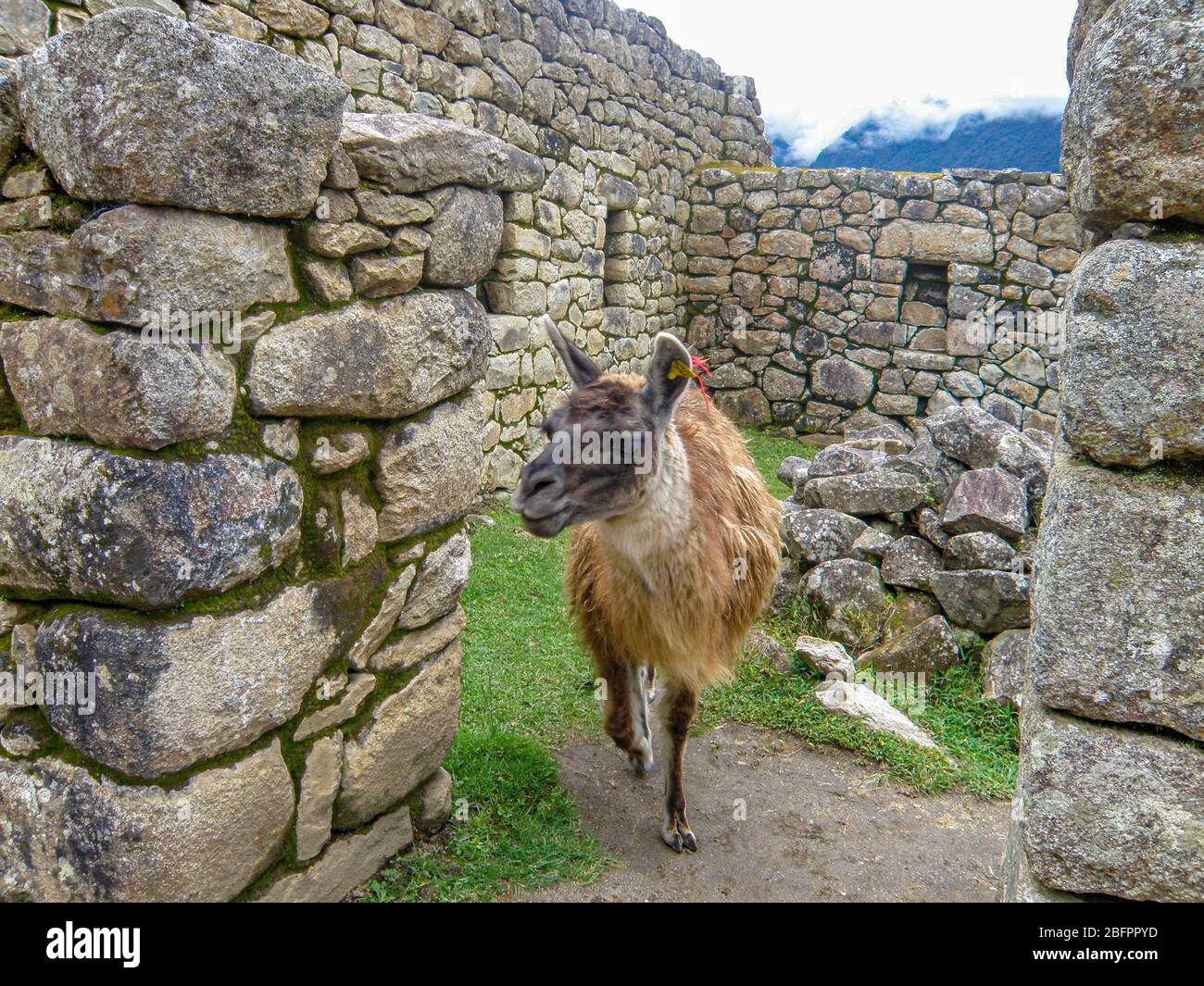Llama in Machu picchu l Stock Photo