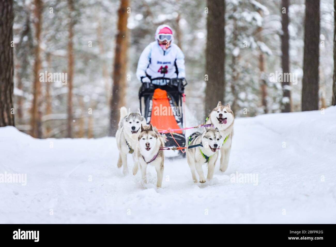 Siberian husky sled dog racing. Mushing winter competition. Husky sled