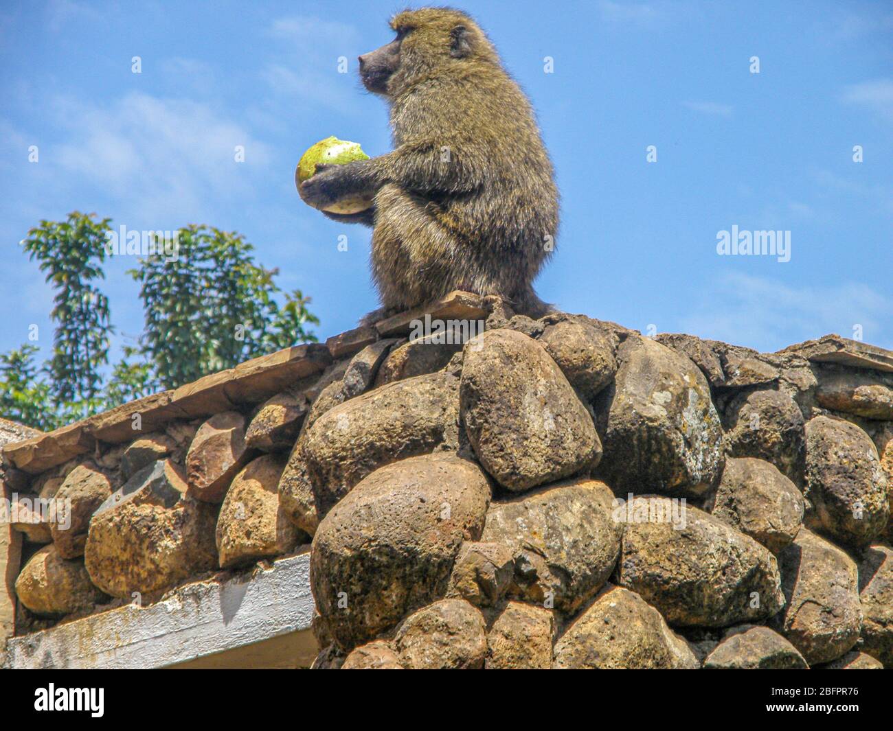 baboon on a rooftop Stock Photo - Alamy