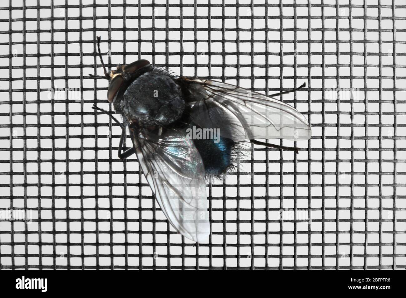 Fly on window screen, closeup Stock Photo