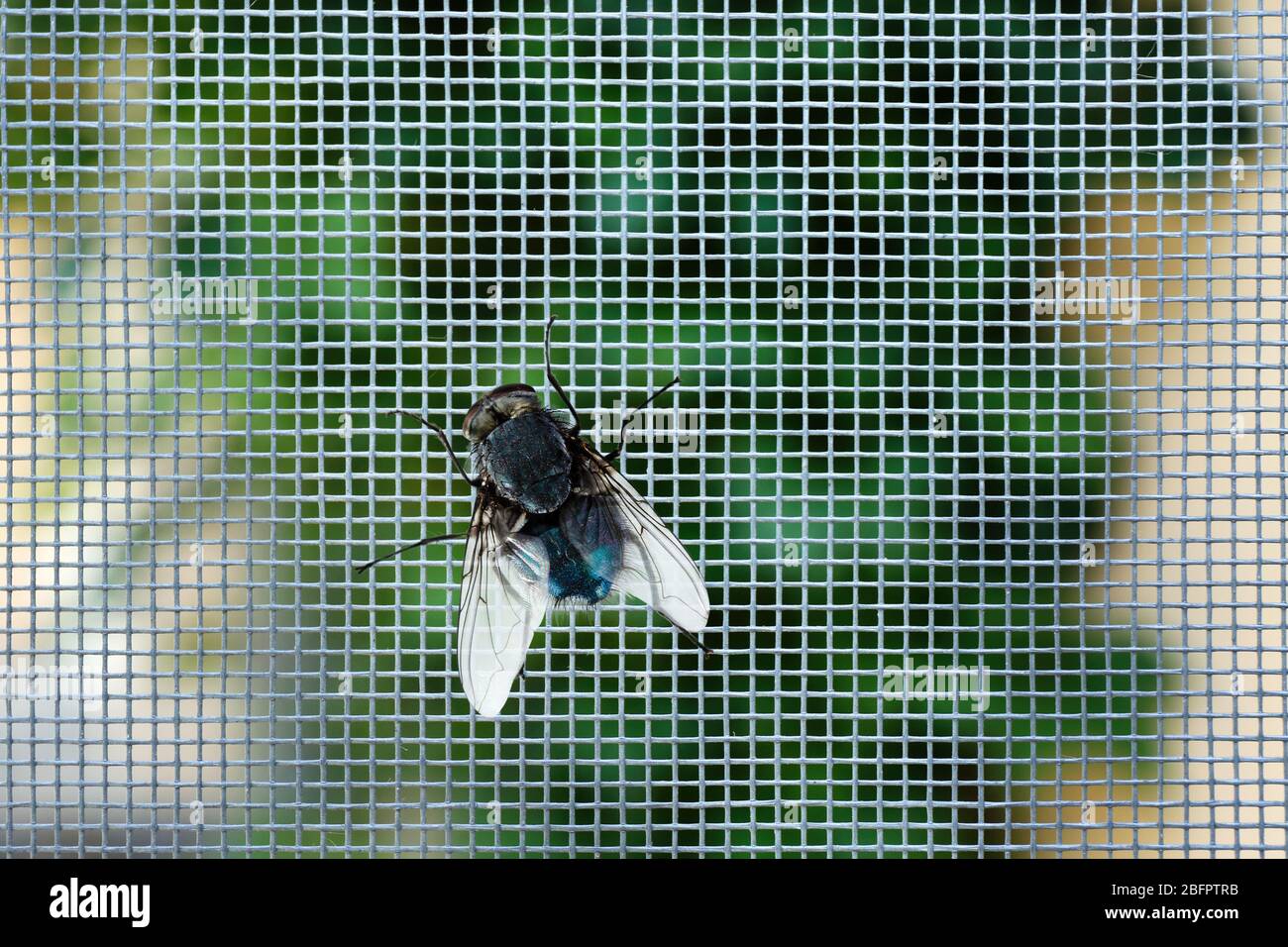 Fly on window screen, closeup Stock Photo