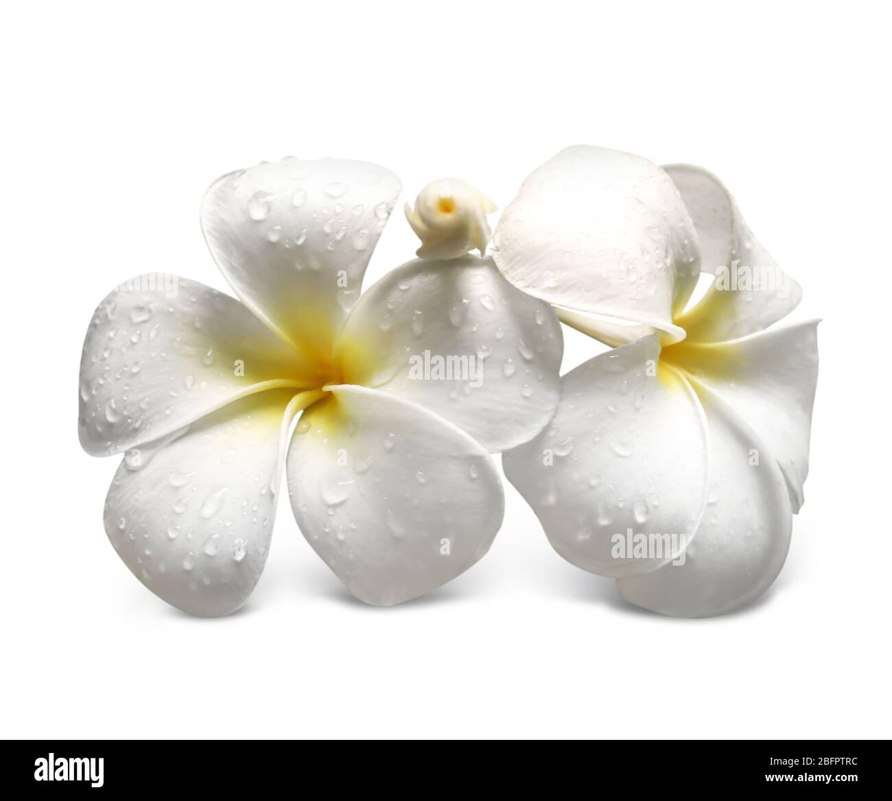 Beautiful tropical flowers on white background Stock Photo - Alamy