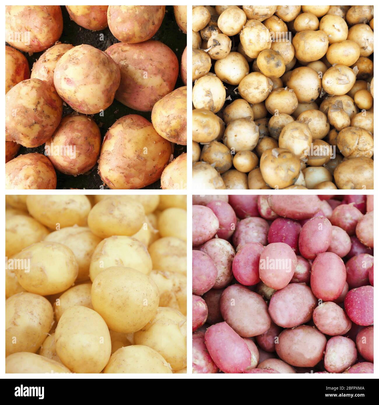 Collage with different kinds of potatoes Stock Photo