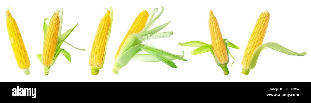 Fresh corn cobs on white background Stock Photo - Alamy