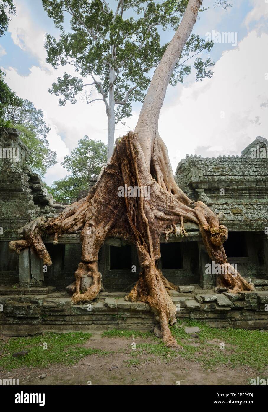 Silkcotton tree roots growing over the collapsing Preah Khan ancient