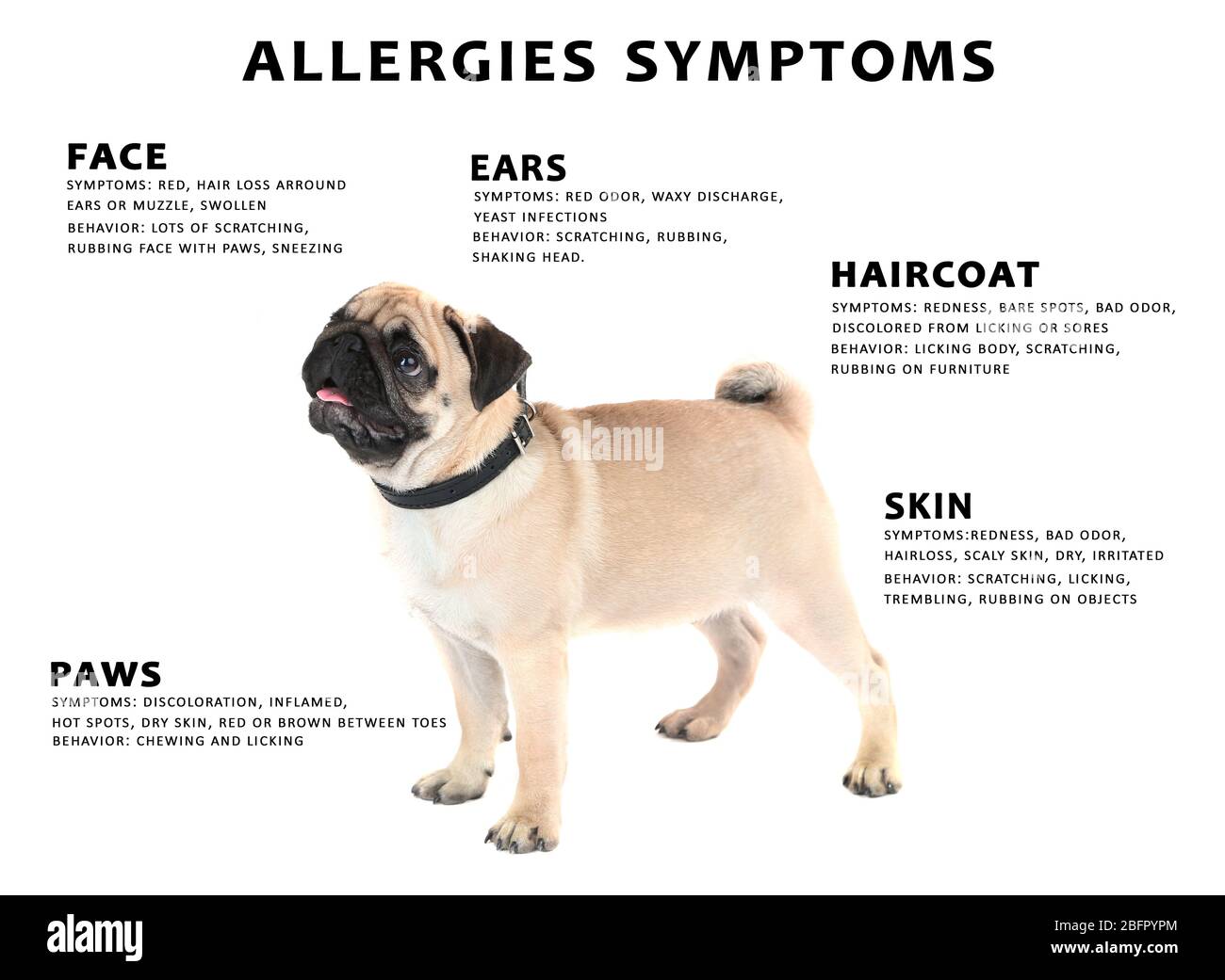 Dog and list of allergies symptoms on white background Stock Photo Alamy