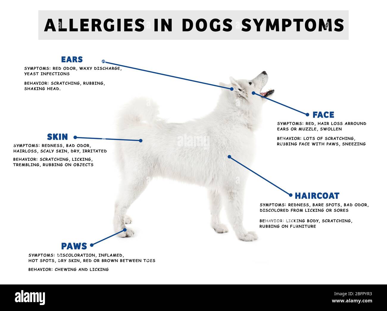 Grape Allergy Symptoms In Canines List preview