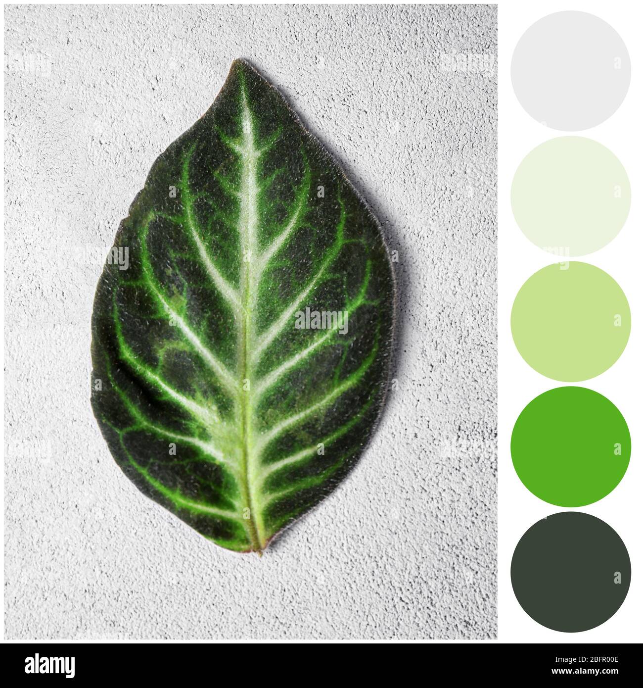 Color palette and and green leaf on light background Stock Photo - Alamy