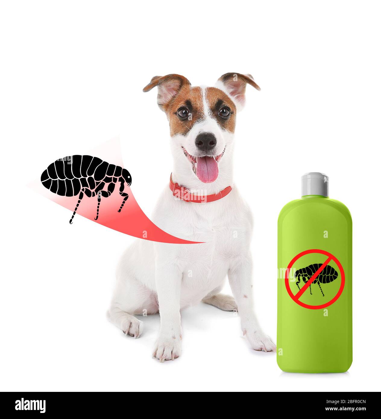 Puppy and bottle of flea shampoo on white background Stock Photo Alamy