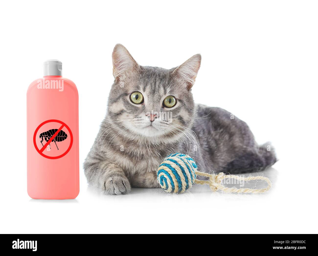 Cat with bottle of flea shampoo on white background Stock Photo - Alamy - Pregnant Cat Flea Shampoo For Pregnant Kittens