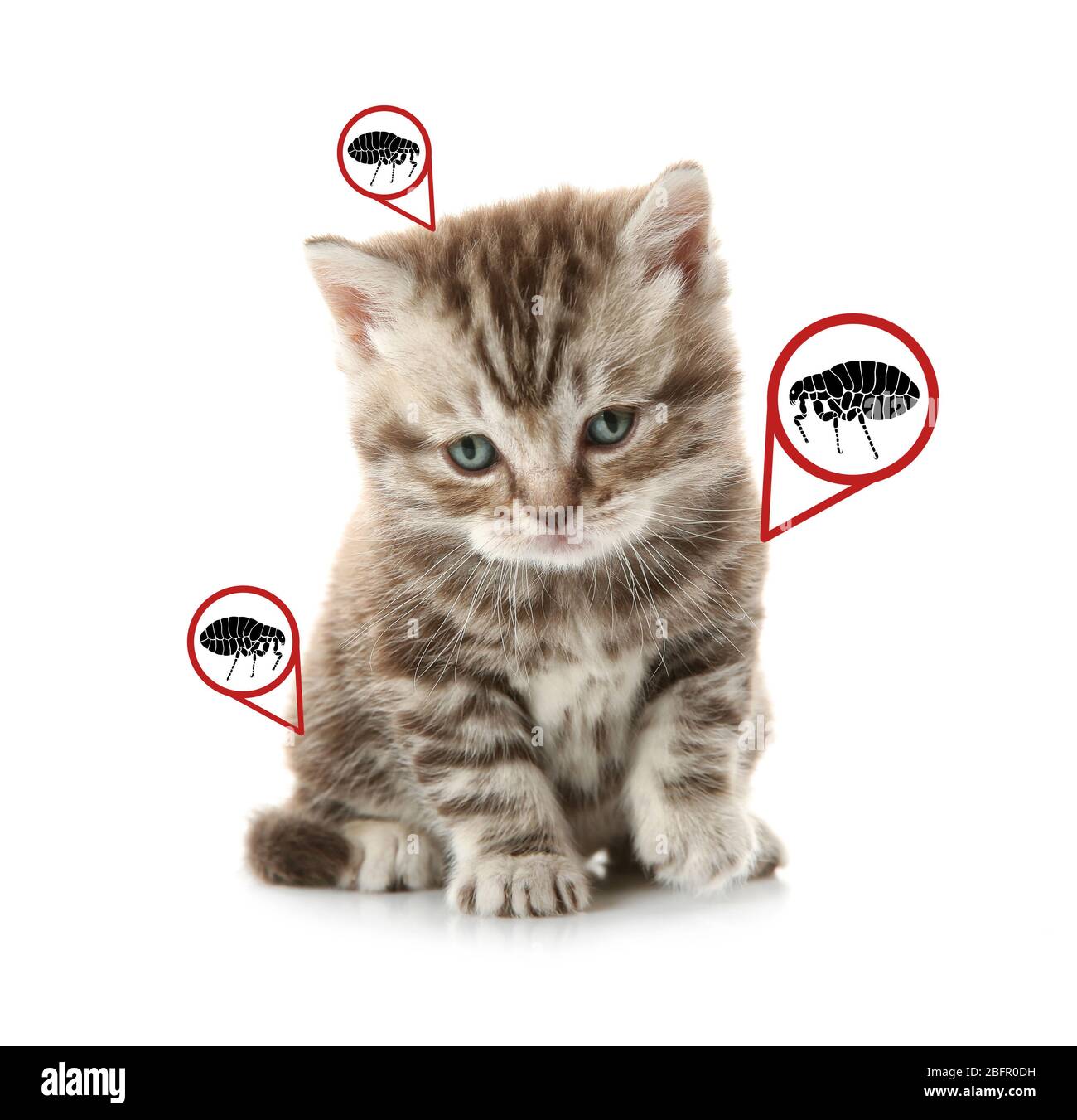 Kitten infested with fleas on white background Stock Photo Alamy