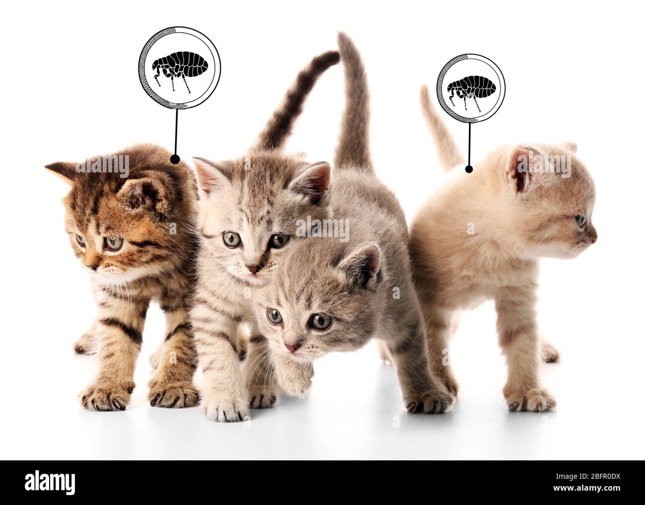 Kittens infested with fleas on white background Stock Photo Alamy