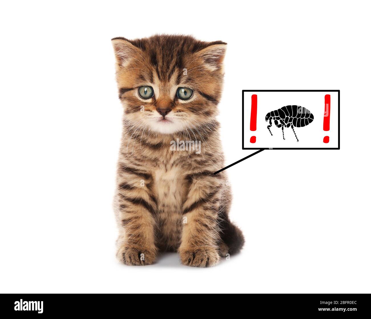 Kitten infested with fleas on white background Stock Photo Alamy