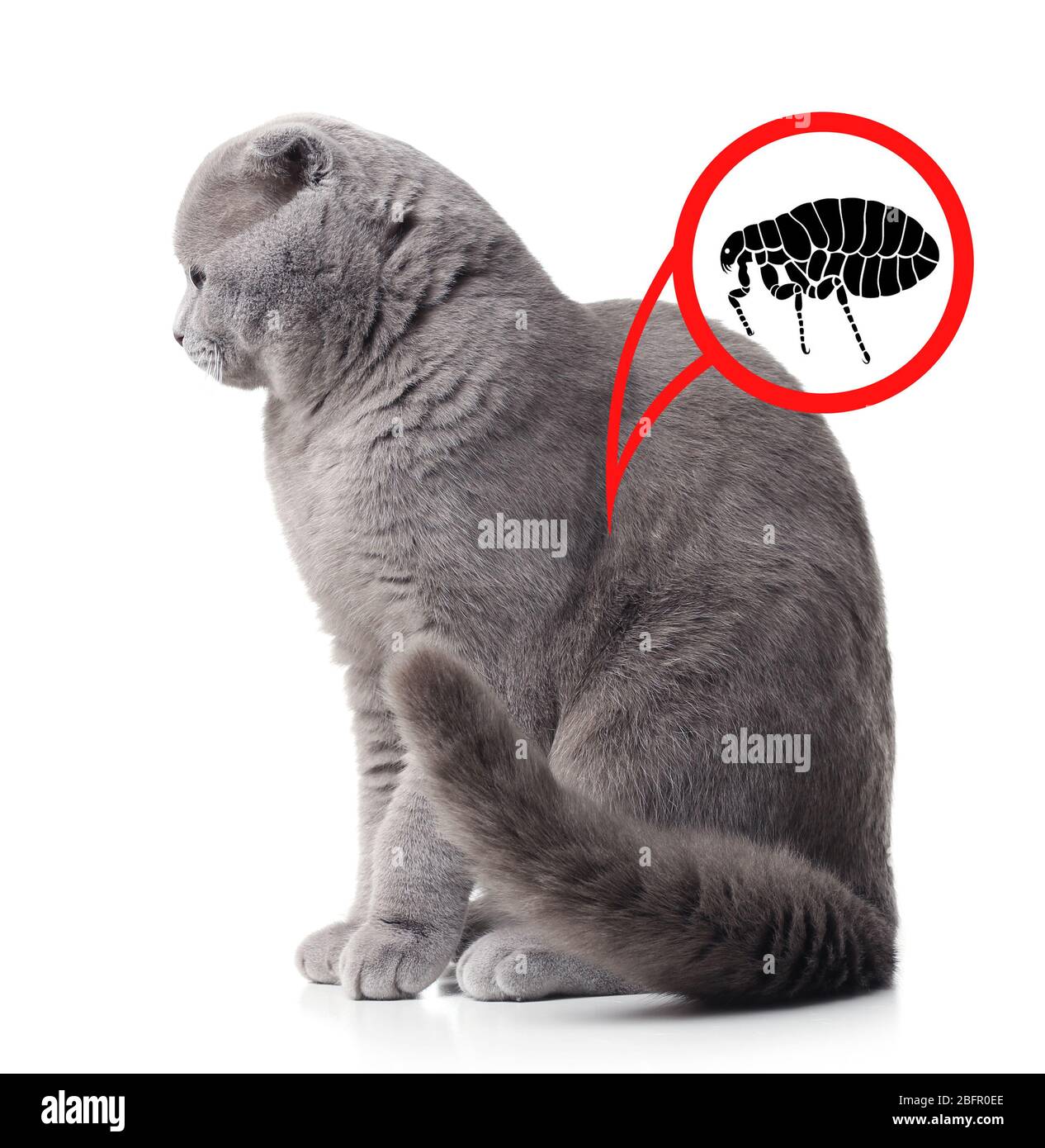 Cat infested with fleas on white background Stock Photo Alamy