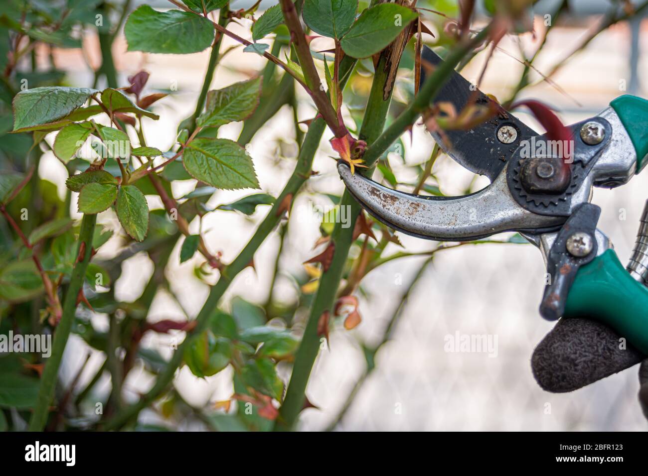 Hand trimming roses in garden with scissors Stock Photo - Alamy