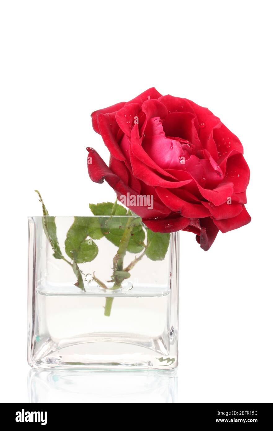 Beautiful red rose in transparent vase isolated on white Stock Photo - Alamy