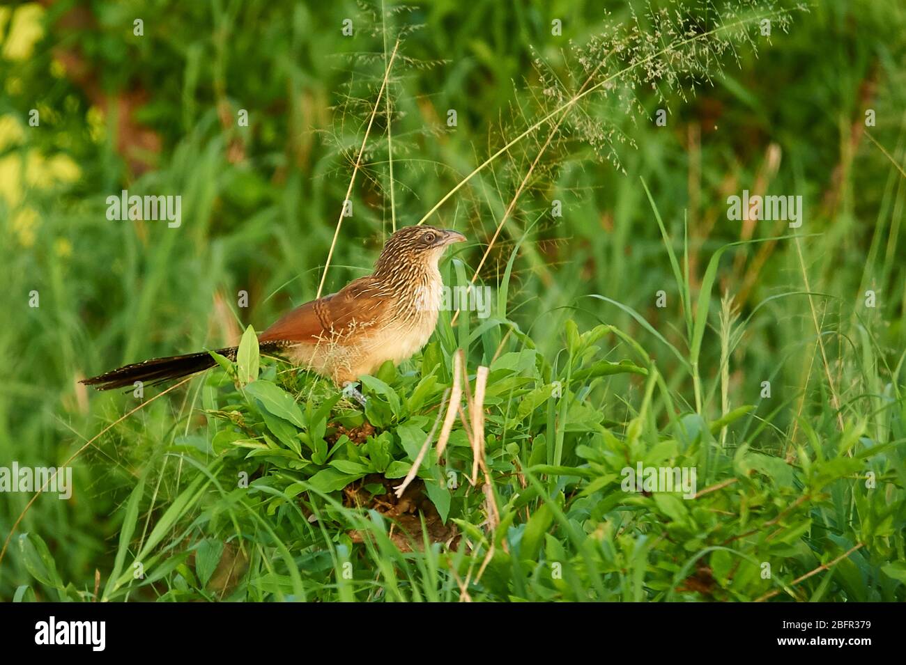 White-browed Coucal, sitting on a bush Stock Photo