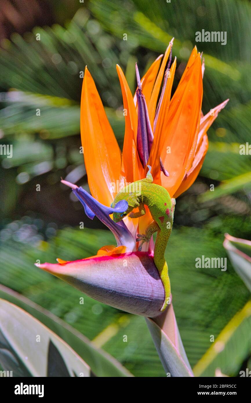 Gold dust gecko clinging to an orange bird of paradise plant. Stock Photo