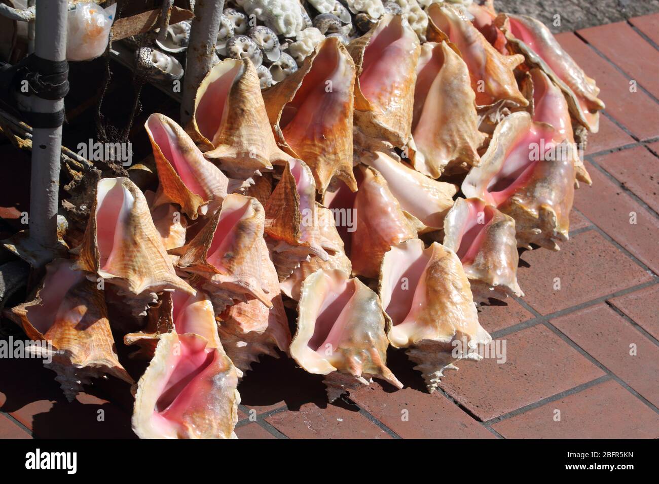 St George's Grenada Conch Shells on sale in Market Stock Photo