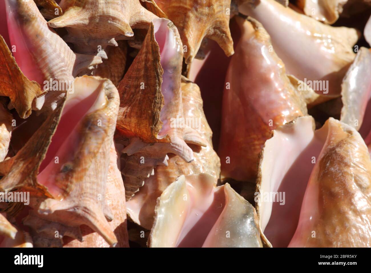 St George's Grenada Conch Shells on sale in Market Stock Photo