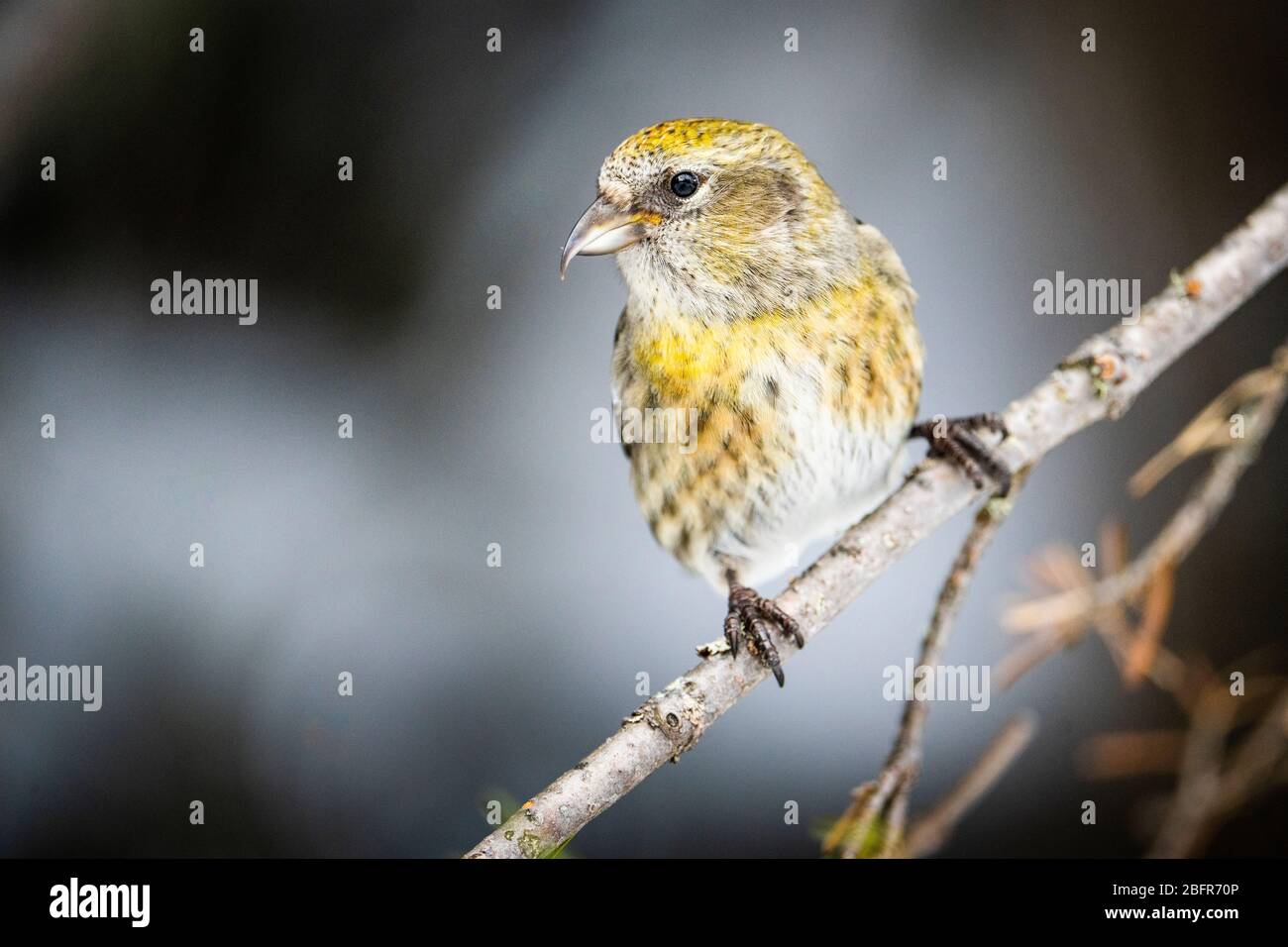 A  female white-winged crossbill perched in a northern forest. Stock Photo