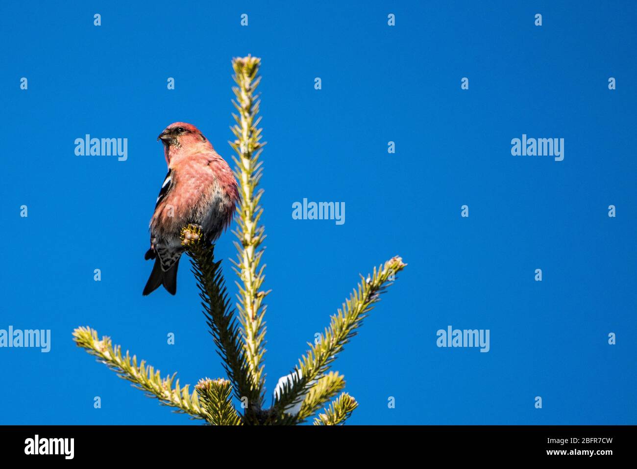 A  male white-winged crossbill perched in a northern forest. Stock Photo