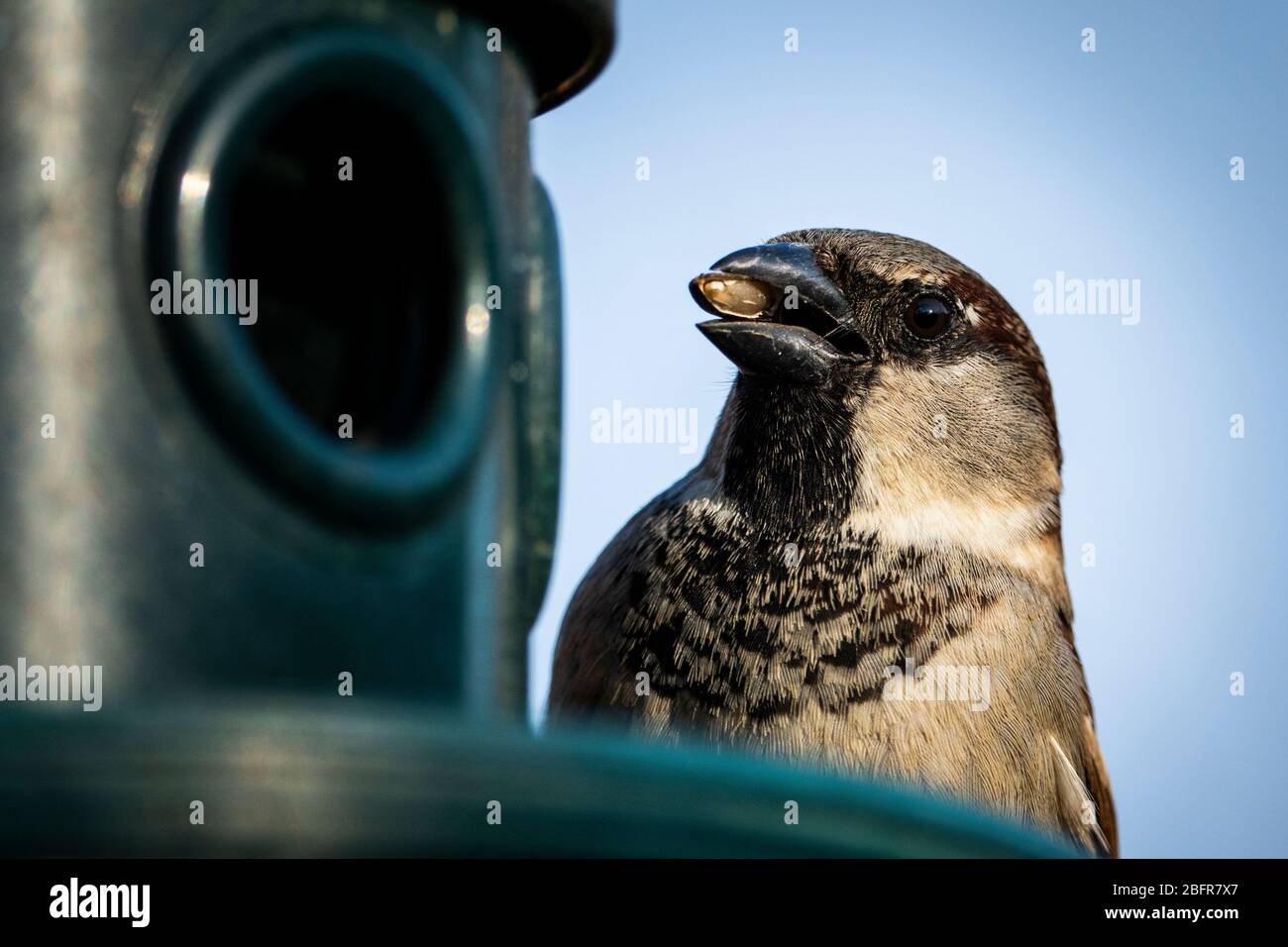 House sparrow eating sunflower seeds at a bird feeder Stock Photo