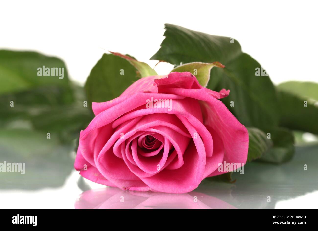 Pink rose isolated on white Stock Photo - Alamy