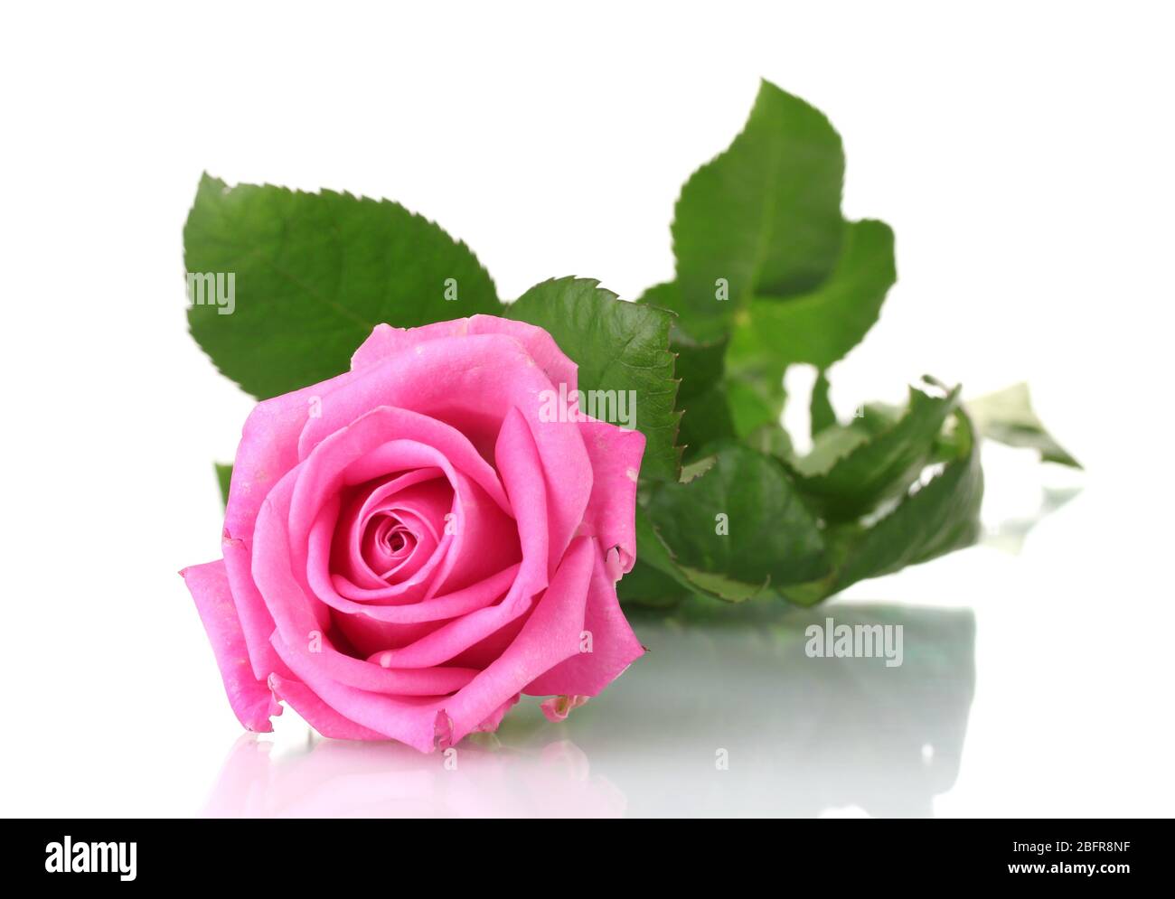 Pink rose isolated on white Stock Photo - Alamy