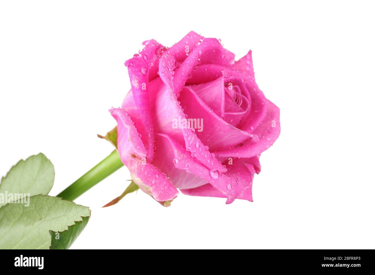 Pink rose isolated on white Stock Photo - Alamy