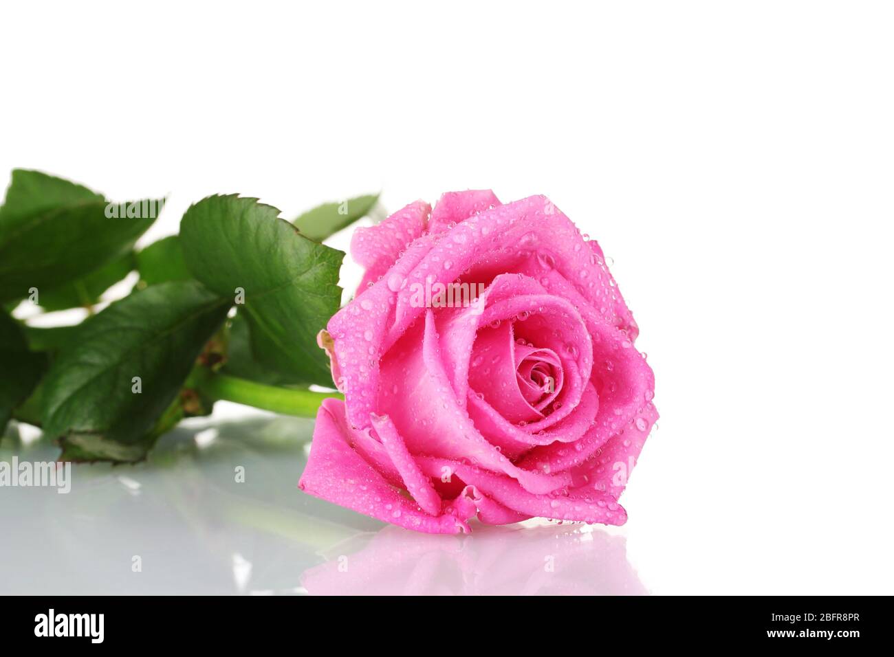 Pink rose isolated on white Stock Photo - Alamy
