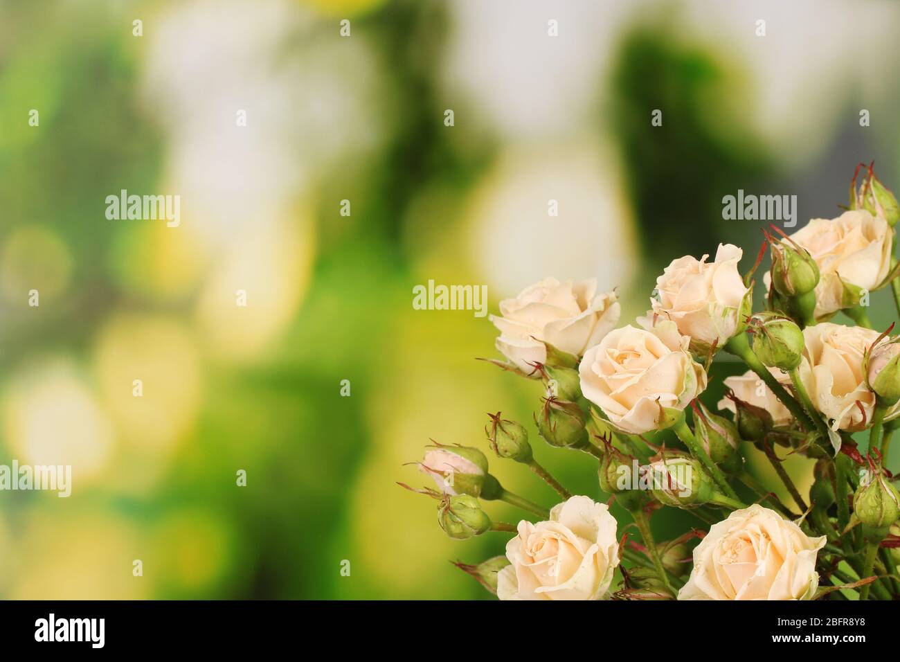 Beautiful small roses on green background Stock Photo - Alamy