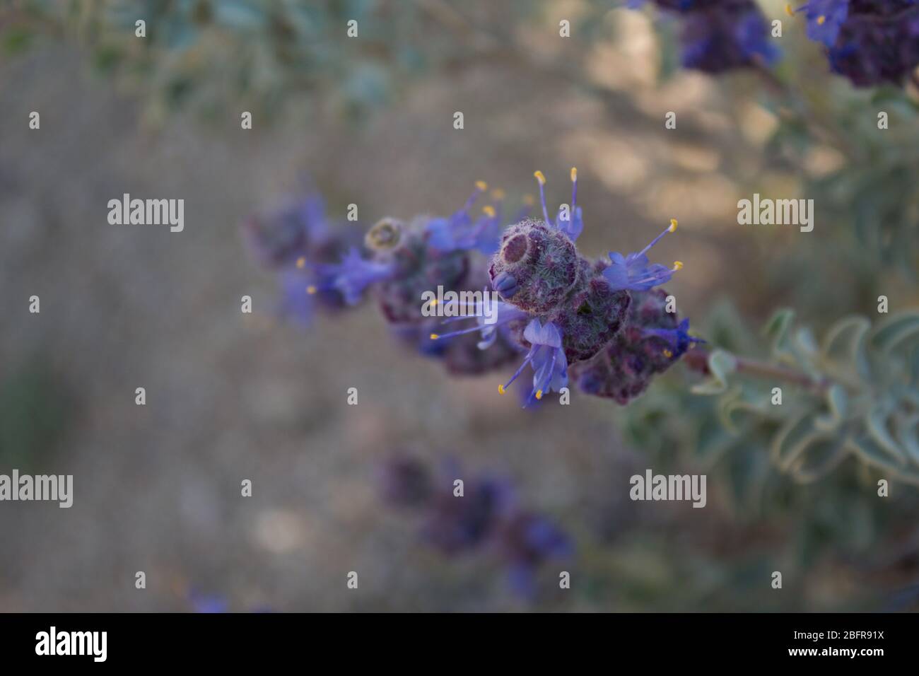 Small blossoms of blue emerge from rounded bracts on the native Purple Sage, Salvia Dorrii, Pioneertown Mountains Preserve, Southern Mojave Desert. Stock Photo