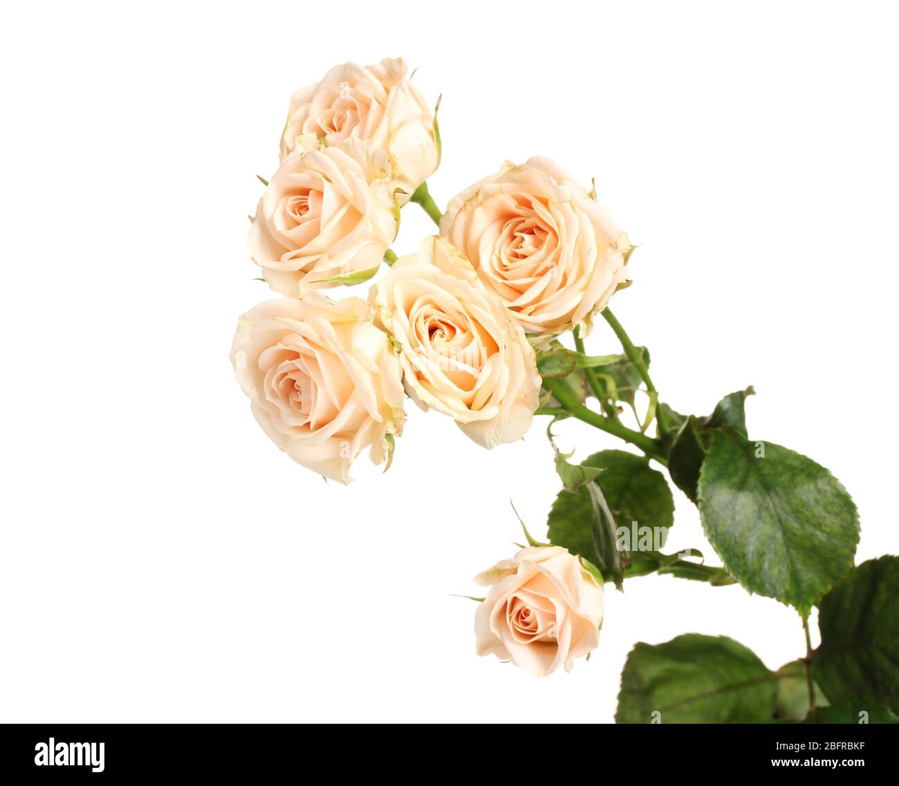 White little roses hi-res stock photography and images - Alamy