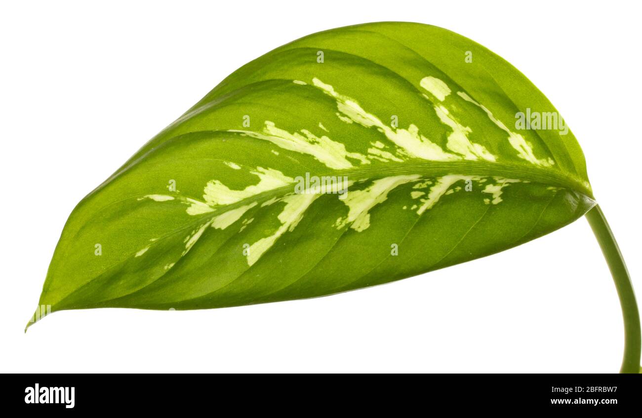 beautiful Dieffenbachia leaf isolated on white Stock Photo