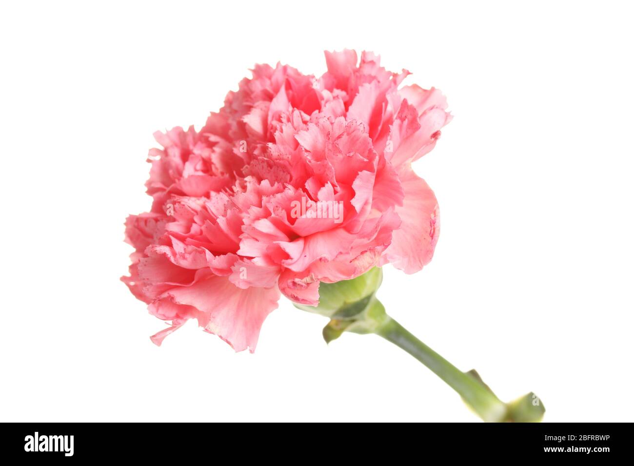 Pink carnation isolated on white Stock Photo - Alamy