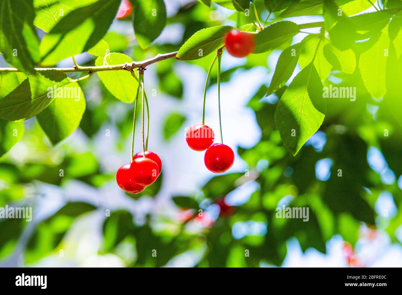 Path on top cherry tree hi-res stock photography and images - Alamy
