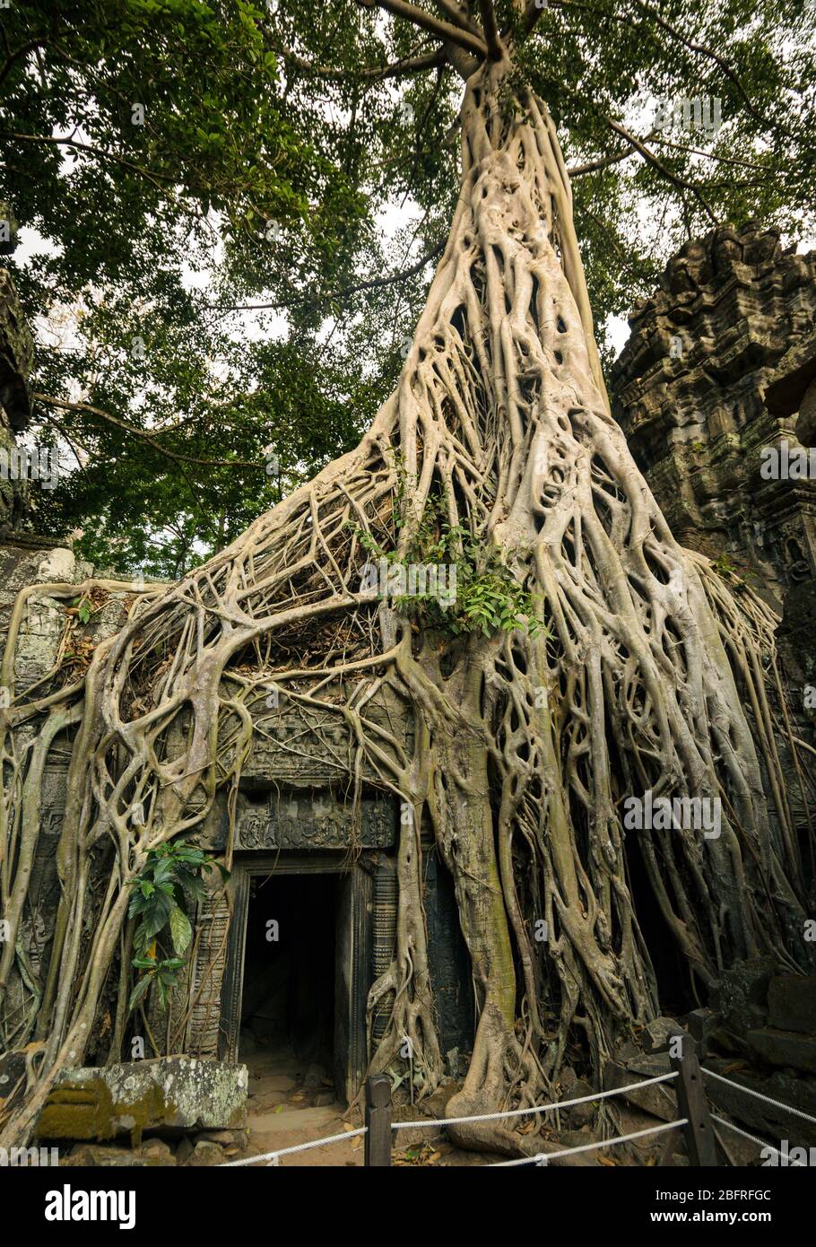 Silkcotton tree roots growing over the collapsing Ta Phrom ancient