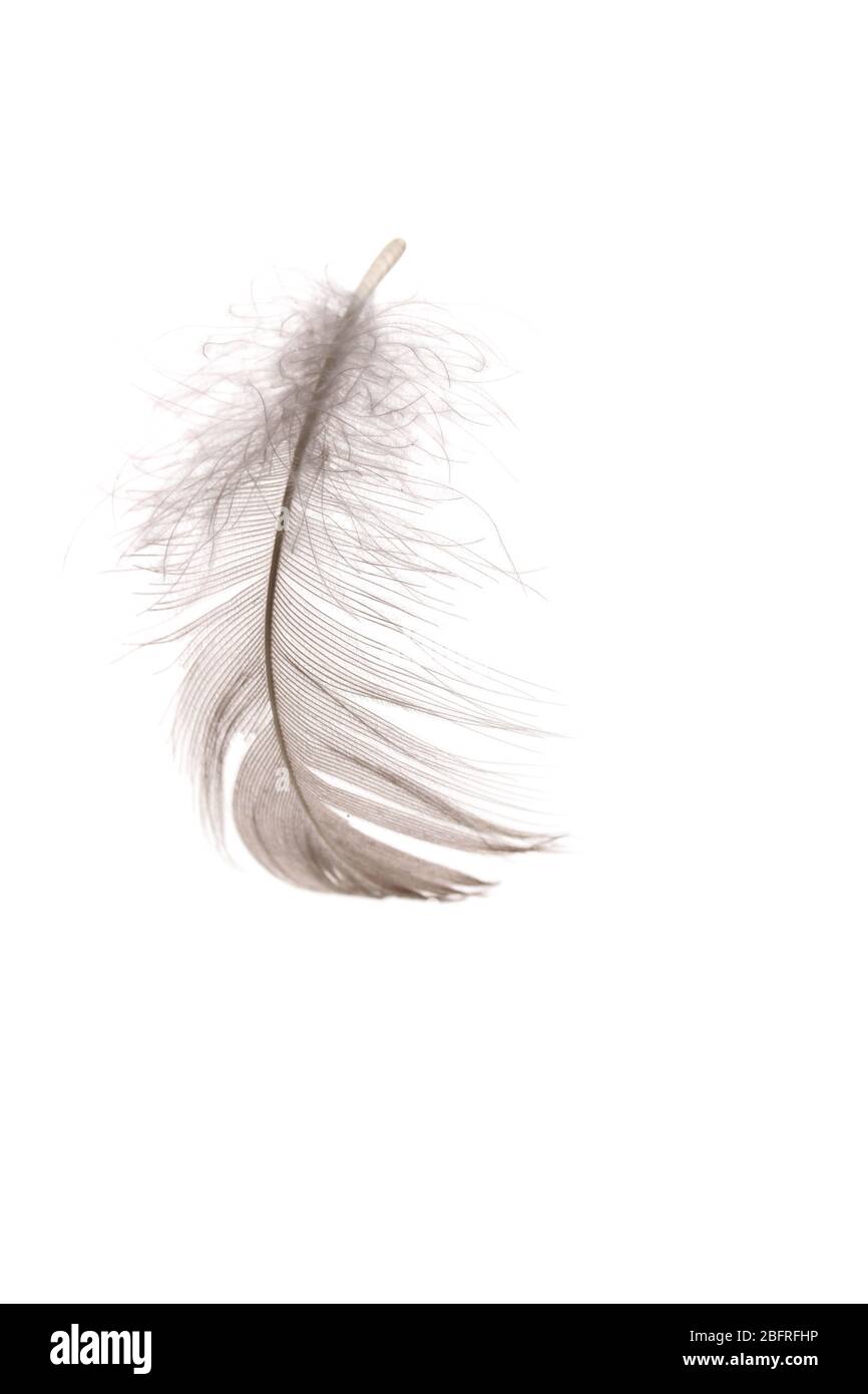 Single fluffy feather isolated on white Stock Photo - Alamy