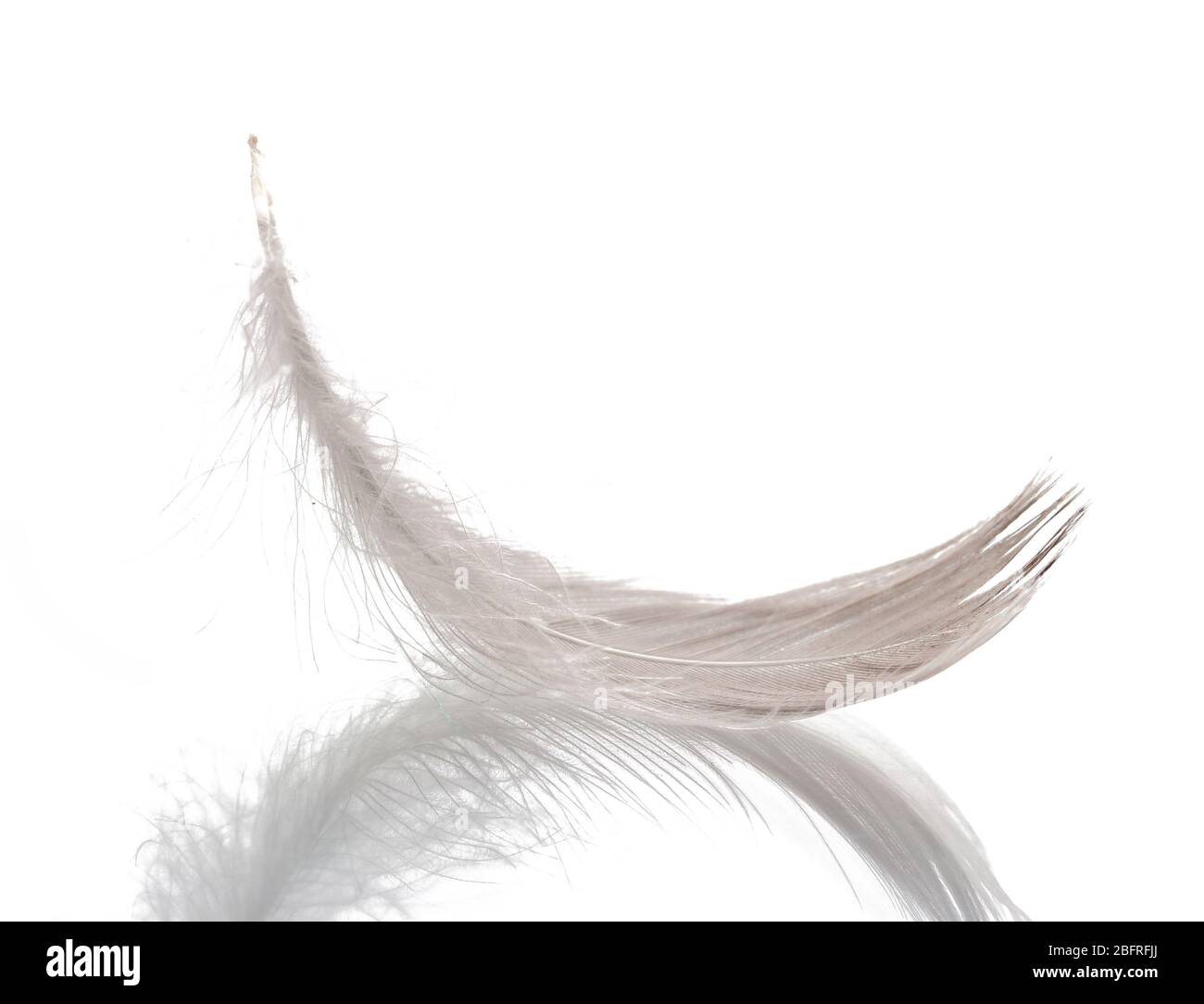 Single fluffy feather isolated on white Stock Photo - Alamy