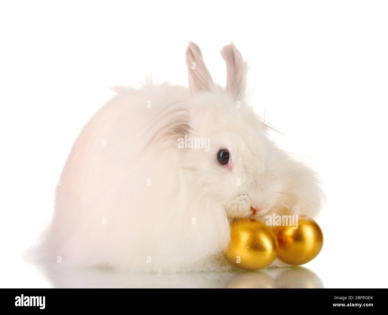 Fluffy white rabbit with golden eggs isolated on white Stock Photo - Alamy