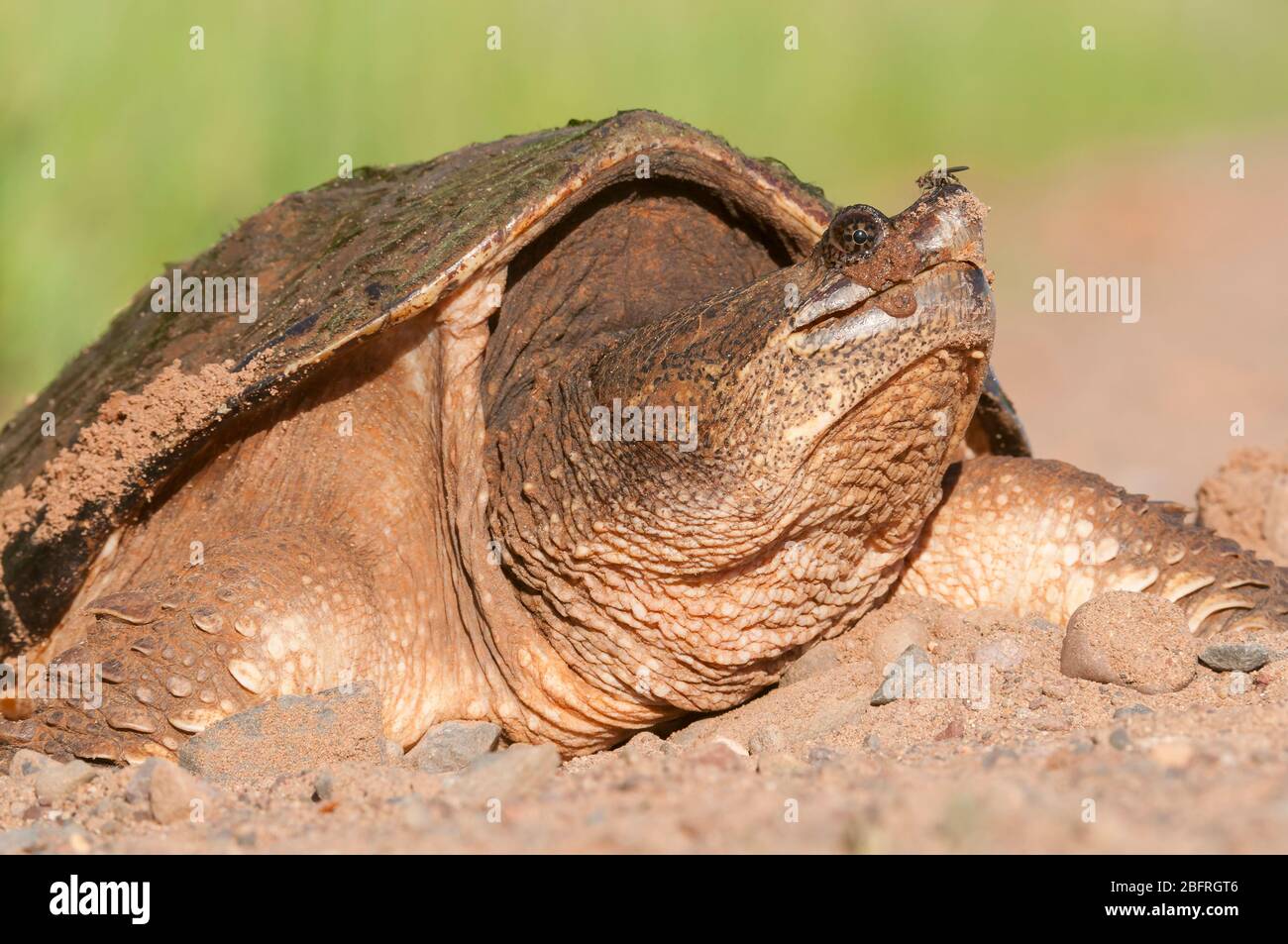 Common Snapping Turtle, Eastern North America, by Dominique Braud/Dembinsky Photo Assoc Stock Photo