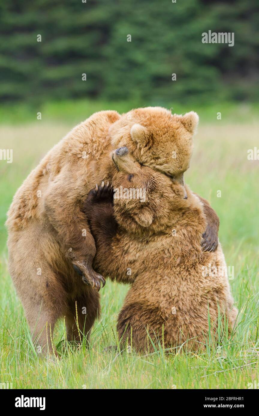 Coastal Brown Bears, Grizzlys (Ursus arctos), Lake Clark National Park and Preserve, Alaska, USA, by Dominique Braud/Dembinsky Photo Assoc Stock Photo