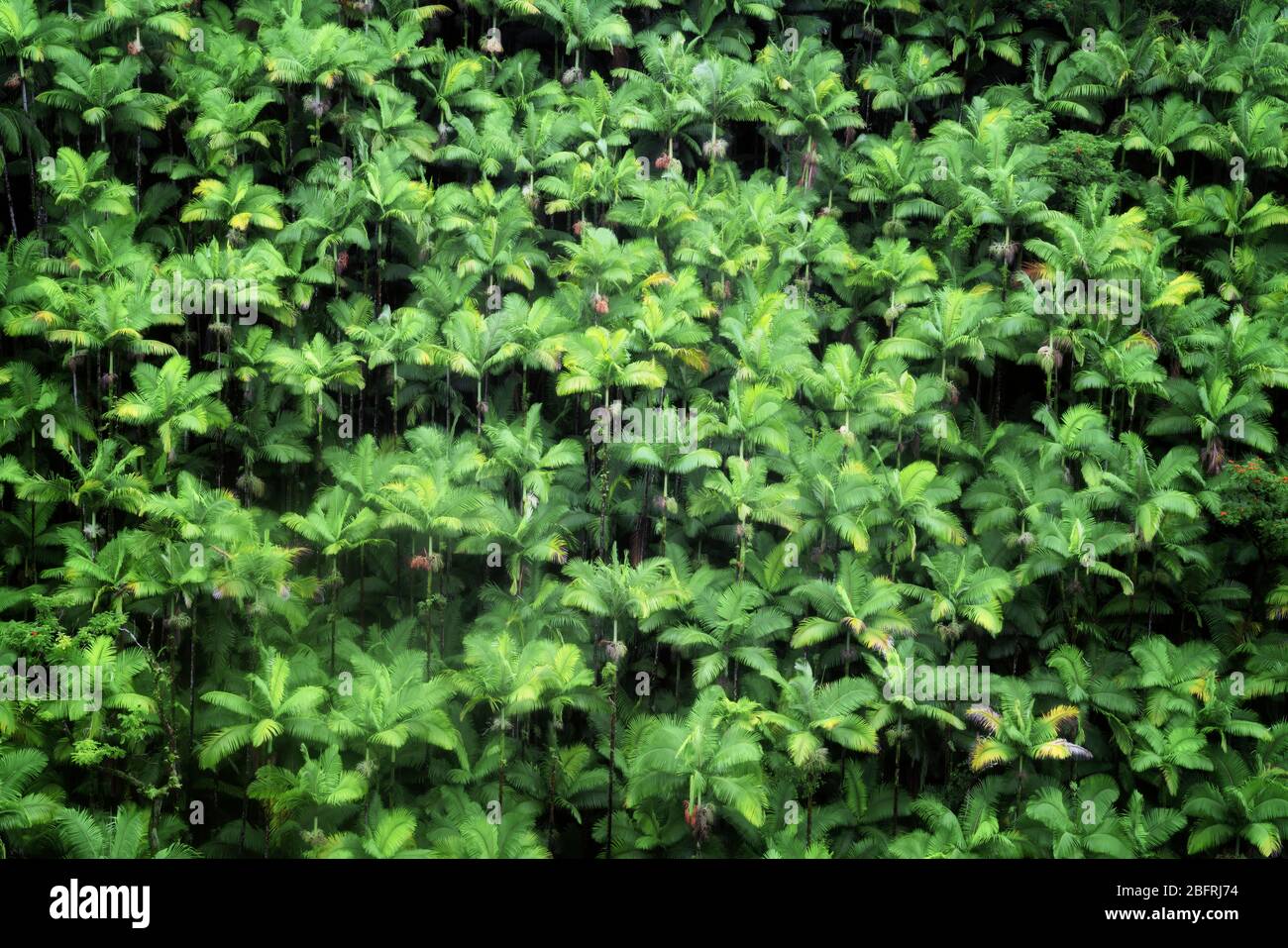 The dense rainforest of palm trees grow in the many gulches along the