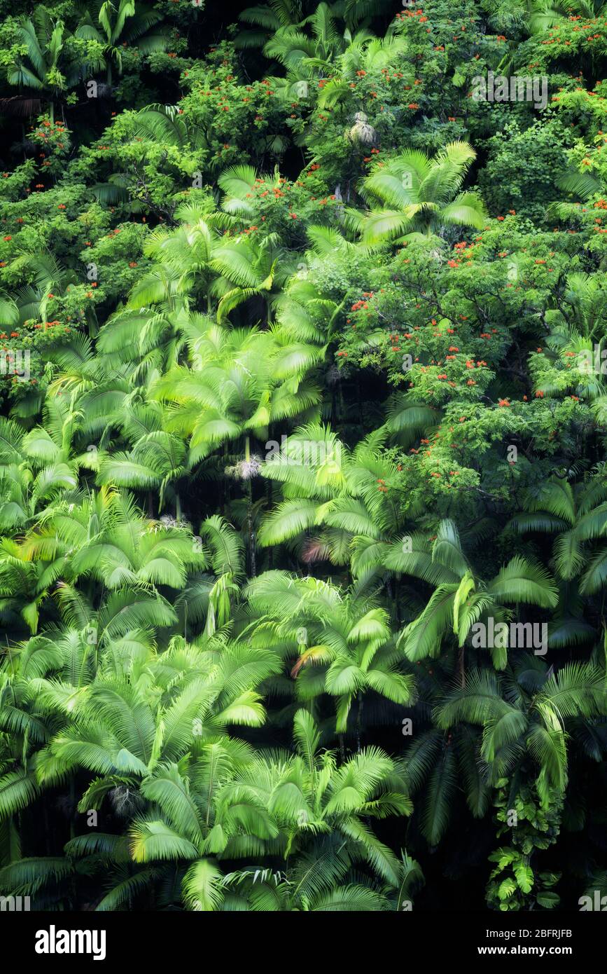 The dense rainforest of palm trees and blooming African tulip trees