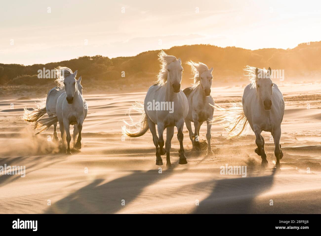 Camargue horses galloping, near Saintes Maries de la Mer, France. Early May,by Dominique Braud/Dembinsky Photo Assoc Stock Photo