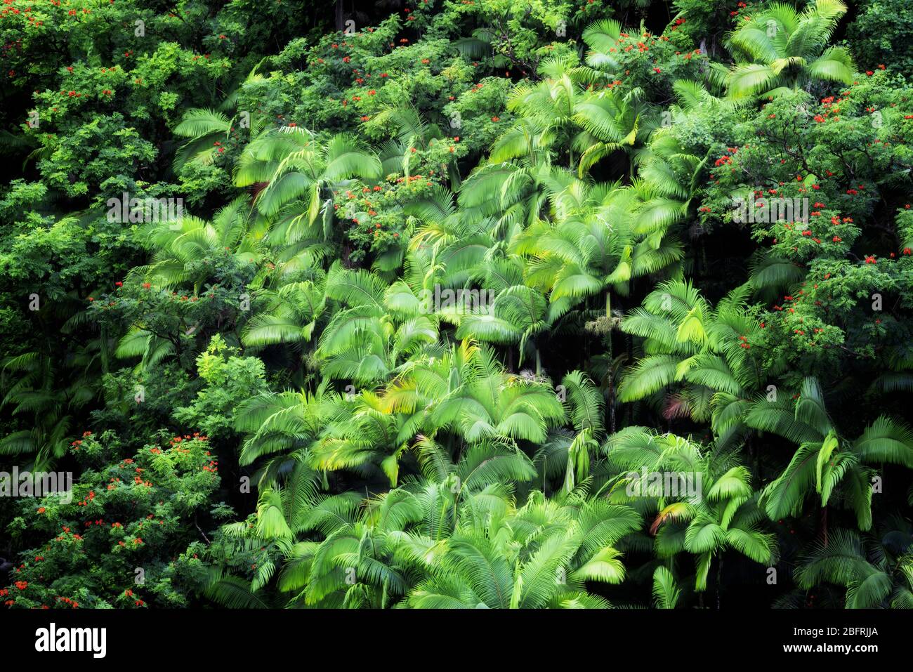 The dense rainforest of palm trees and blooming African tulip trees