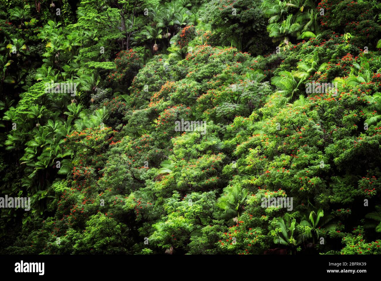 The dense rainforest vegetation of palm trees and flowering African